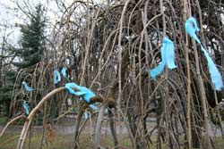 Это – голубые ленты, которыми облеплены деревья в Октябрьском сквере и на улице Ленина