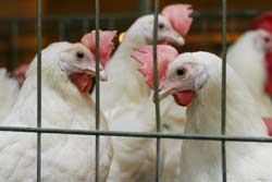 С момента начала эпидемии птичьего гриппа в Юго-восточной Азии уничтожено 140 миллионов кур. Убытки индустрии составляют 10-15 миллиардов долларов