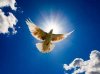 Белый голубь в мирном небе — пусть всегда будет мир!