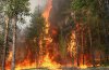 В Кременчугском лесхозе произошло два пожара. Фото: poltava.pl.ua