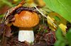 Как уберечься от отравления грибами — советы медиков. Фото: poltava.pl.ua