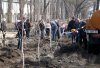 В этом году в Кременчуге высадят 9500 саженцев деревьев и кустов