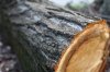 Кременчугские милиционеры выявили факт незаконной вырубки деревьев