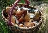 Виктор Самойленко предупреждает об опасности употребления дикорастущих грибов