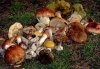 За несколько дней в Кременчуге отравились грибами 4 человека