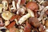 Врачи советуют кременчужанам не употреблять в пищу грибы неизвестного происхождения