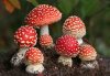 Санитарные врачи призывают кременчужан воздержаться от сбора дикорастущих грибов