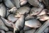 Кременчугские милиционеры задержали троих браконьеров, «наловивших» около 83 кг рыбы