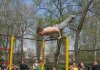 В Кременчуге состоялся Второй чемпионат Кременчуга по силовой гимнастике «Workout»