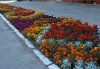 Работники КП «Благоустройство Кременчуга» высаживают цветы