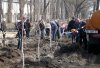 КП «Благоустройство Кременчуга» продолжает высаживать деревья