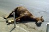 Кременчужанка на «Хюндае» сбила лошадь в Комсомольске