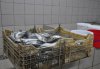 На Полтавщине разоблачили подпольный рыбный цех (фото)