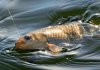 В днепровской рыбе завелись неизвестные науке черви, которых нельзя убить