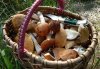 Врачи обеспокоены тем, что в Кременчуге не уменьшается количество случаев отравления грибами
