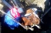В Кременчуге спасли корову, которая упала в яму (видео)