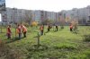 В Крюковском районе высаживают деревья и кусты