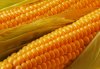 Глобинские милиционеры раскрыли кражу кукурузы