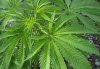 У жителя Кобеляк милиционеры изъяли почти 30 граммов марихуаны