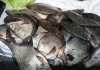 В Кобелякском районе задержали водителя, перевозившего около 200 кг свежевыловленной рыбы