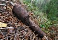 В Малой Кохновке обнаружили гранату РГД-33 времён Великой Отечественной войны