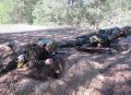 В Полтаве сформировали батальон территориальной обороны, на очереди Кременчуг (фото) В Полтаве сформировали батальон территориальной обороны, на очереди Кременчуг (фото)
