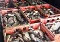 В Кременчуге задержали ВАЗ, перевозивший 100 кг свежей рыбы