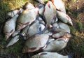 Кировоградские и полтавские браконьеры во время нереста выловили из Днепра почти 7,5 тонн рыбы