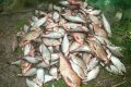 На Днепродзержинском водохранилище задержали рыбака с 60-килограммовым уловом