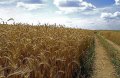 В Полтавской области собрали миллион тонн зерна