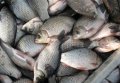 Водная милиция Кременчуга задержала браконьера, «наловившего» сетями 17,5 кг рыбы