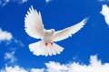 Кременчужан приглашают принять участие в «Шествии Мира»