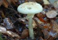Кременчугские спасатели предупреждают об опасности употребления дикорастущих грибов