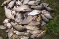 45-летний кременчужанин «наловил» сетями рыбы на 10000 гривен