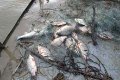 Участковые Кременчугского райотдела задержали браконьера с 10 кг рыбы