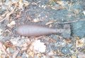 В Кременчугском районе возле железной дороги обнаружили боеприпасы (фото)