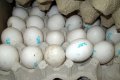 В Крым не пустили куриные яйца от кременчугского поставщика