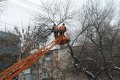 За прошедшую неделю кременчугские коммунальщики удалили 38 аварийно-опасных деревьев