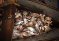 Водная милиция задержала браконьеров, выловивших более 102 кг рыбы в период нереста