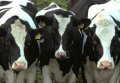 Полтавская область занимает первое место в Украине по поголовью крупного рогатого скота и производству молока