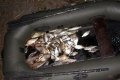 44-летний житель Глобинского района сетями «наловил» 27 кг рыбы