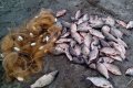 В Кобелякском районе задержали ВАЗ, перевозивший 40 кг свежей рыбы