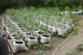 На Полтавщине милиция обнаружила плантацию, на которой росло 6600 растений мака и 160 растений конопли (фото)