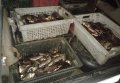 За время операции «Нерест» работники ГАИ Полтавской области изъяли более 3000 кг рыбы