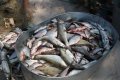 Водная милиция Кременчуга изъяла у браконьеров более 200 кг рыбы (фото)