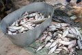 Водная милиция Кременчуга изъяла у браконьеров более 200 кг рыбы (фото)