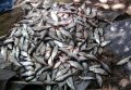 В Глобинском районе у браконьеров изъяли более 150 кг незаконно выловленной рыбы редких видов