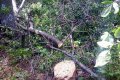 В Кобелякском районе задержали «лесоруба», пилившего деревья в лесопосадках