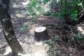В Кобелякском районе задержали «лесоруба», пилившего деревья в лесопосадках