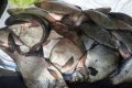 В Кобелякском районе сотрудники ГАИ задержали рыбаков с сетями